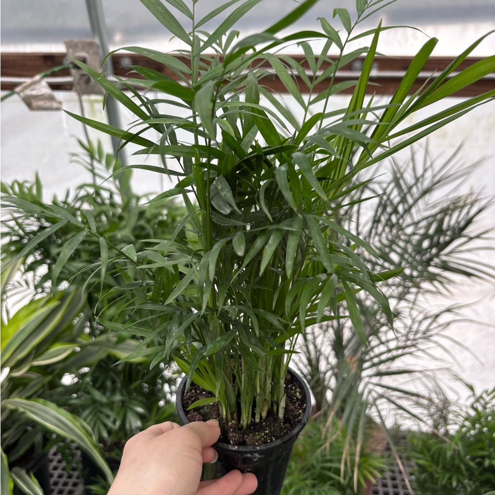 Parlor Palm (Chamaedorea elegans) Potted Houseplant - Lush Green
